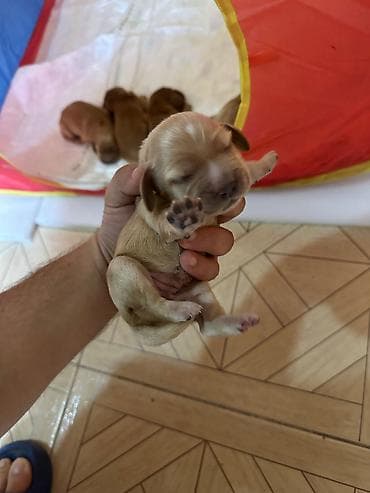 cane corso tap az: Koker spaniyel — 6