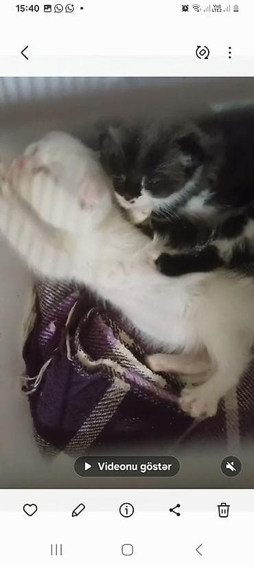 pulsuz pişiy: Yaxşı əllərə — 5