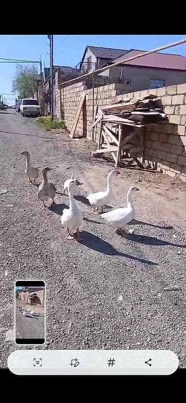 Salam öz,qapımın,1 iılik sağlam kök qazlarıdır maşallah olsun təzə