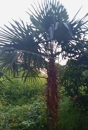 qoz ləpəsi qiyməti: Xurma xurması (Trachycarpus fortunei) – hündür dekorativ palma ağacı — 2