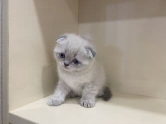 pi̇şi̇k: Britan, Dişi, Yaxşı əllərə, Ünvandan götürmə, Pulsuz çatdırılma, Ödənişli çatdırılma — 4