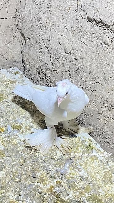 qara australorp: Məhsul: Göyərçinlər (seleksiya və dekorativ növlər) Təsvir: - — 3