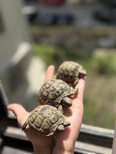 tısbağa balası: Quru tısbağa balaları – evdə saxlanmağa uyğun — 8