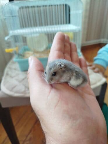 tək qaş: 4 eded xomyak tek tek alinsa 5 azn (baladi) ev ile birlikde alinsa — 2