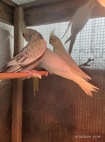 qartal quşu: 1 ay yarımlıq karella balaları,yemə düşsün satılacaq,15 günə yemə — 3