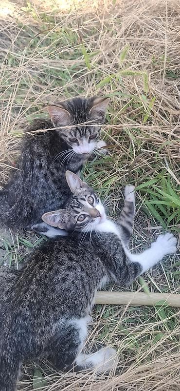 ucuz pisik satisi: Tabbi, Yaxşı əllərə — 4