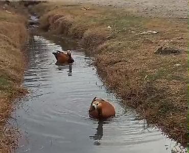 xacmaz heyvan bazari: Cut Anqut satilir tecli
 erkey Maya 
isdiyene vidyosunuda ata bilerem — 4
