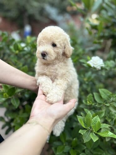 где можно купить собаку мальтипу: Пудель, С прививками — 6