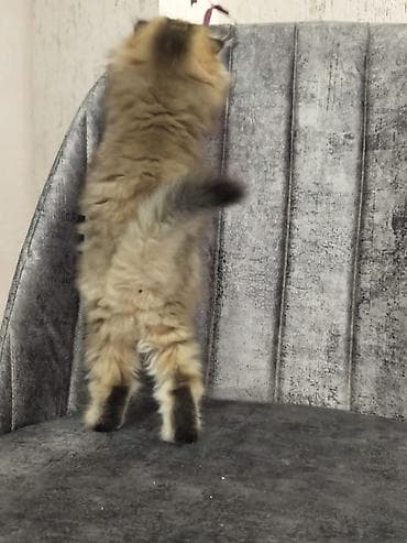 Şotland qıvrım qulaqlı (Scottish Fold) bala pişik - Cins: Scottish