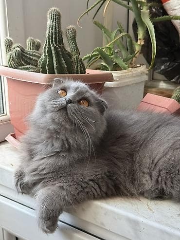 bala quzu: Şotland yastı qulaq, Dişi, Yaxşı əllərə, Ünvandan götürmə, Pulsuz çatdırılma, Ödənişli çatdırılma — 6