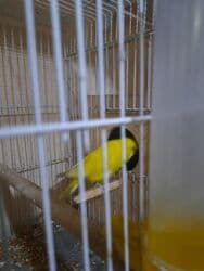 dişi pişik: Cex — 3