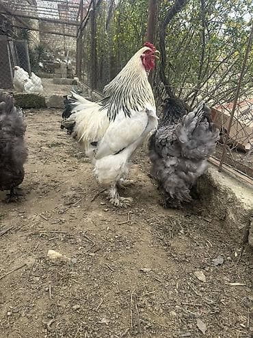 брама лаванда: Brahma cinsi xoruz - Cins: Brahma (iri bədən quruluşlu, tüklü ayaqlı) — 2