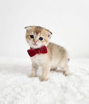 шотландская серебристая шиншилла купить: Британская — 3