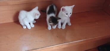 ağ pişik balası: Tabbi, Yaxşı əllərə — 9