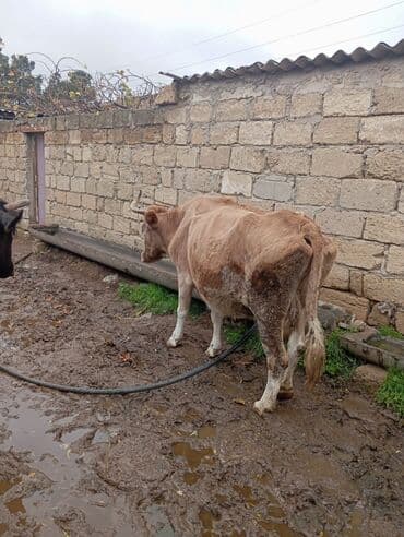 erkek dana satilir: Südlük/damazlıq inək - Cins: yerli qarışıqlıq, açıq-qəhvəyi rəngli — 4
