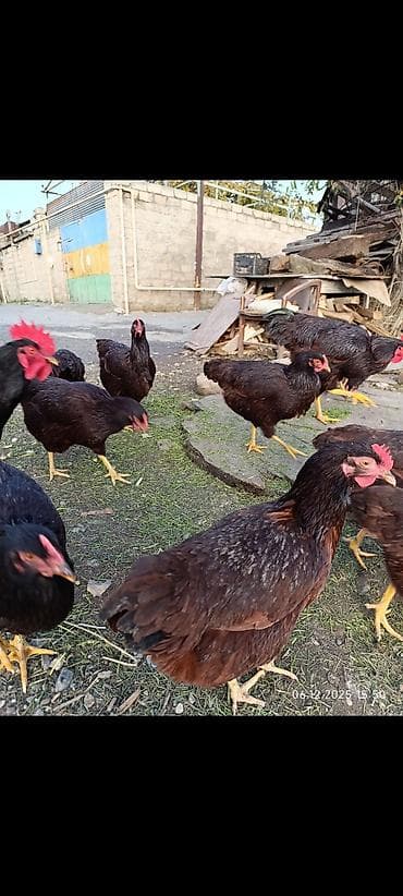 Птицы: Redisland cücələri öz şəkillərdir say məduddur — 2