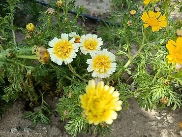 Çöl bitkiləri: Payızgülü (Chrysanthemum coronarium) – dekorativ, yeməli yarpaqlı və — 1