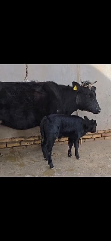 ucuz pisikler: Qara rəngli inək buzovla birlikdə - Ana inək – qara rəng, buynuzlu — 2