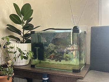 zavod akvarium: Akvarium satilir Zavod yumru kuncler ile 55x35x40 80 litr Qiymet tek — 1