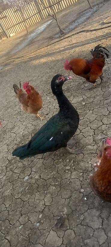 ordek qaz: Zümrüdü Amerikan erkəy 7ayliq super aktiv heyvandir — 1