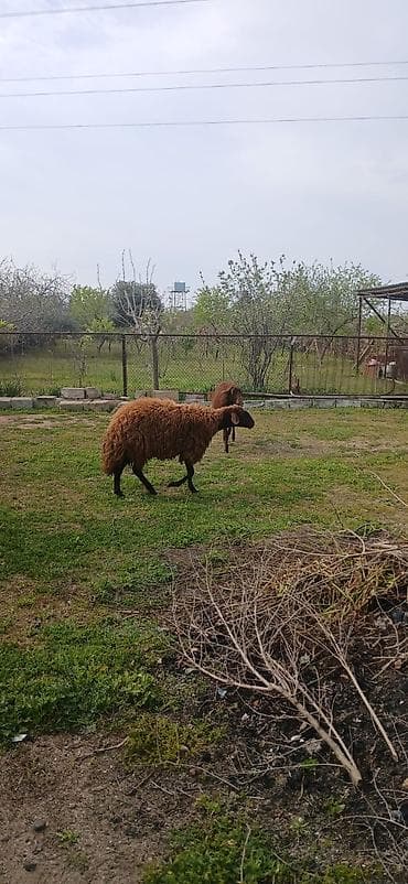 qoyun itləri: Salam ana bala qoyun satıram təmiz mor karaman cinsidilər ana bala — 5