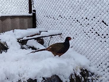 Heyvanlar: Qırqovul (yaşıl parıltılı xoruz və fərələr) Xoruzun boyun və sinə — 4