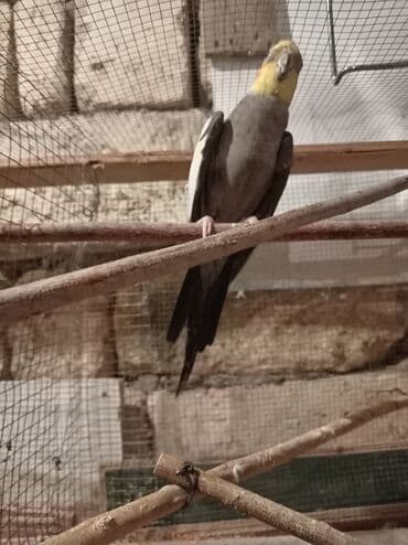 Tutuquşları: Yaşı 1,5 erkəkdir qızğın quşdur — 2