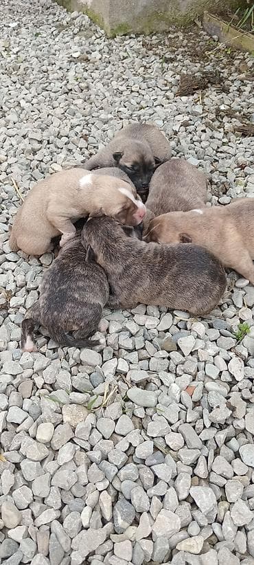 alman itleri: Pitbul, Dişi — 4