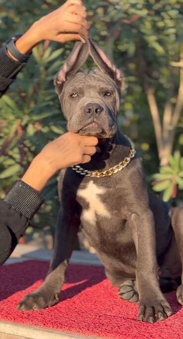 хомяк цены: Кане-корсо, 3 месяца, Самец, С родословной — 20