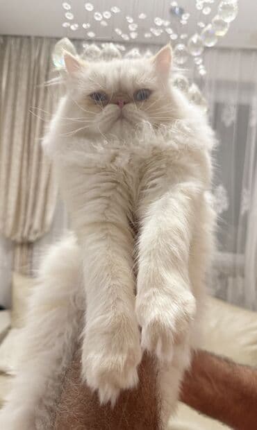 pişik balası: Fars, Erkək, Cütləşmə üçün — 2