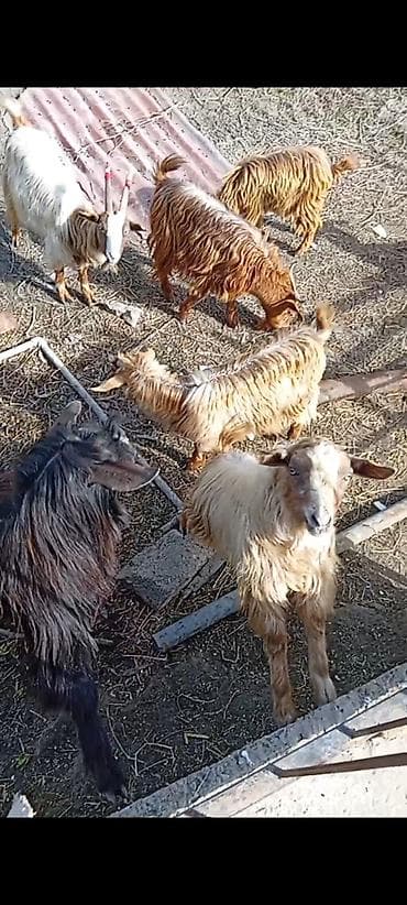 Qazlar: Qoyun-keçi sürüsü satılır Razılaşma yolu ilə - Növ: Keçi (yerli — 2