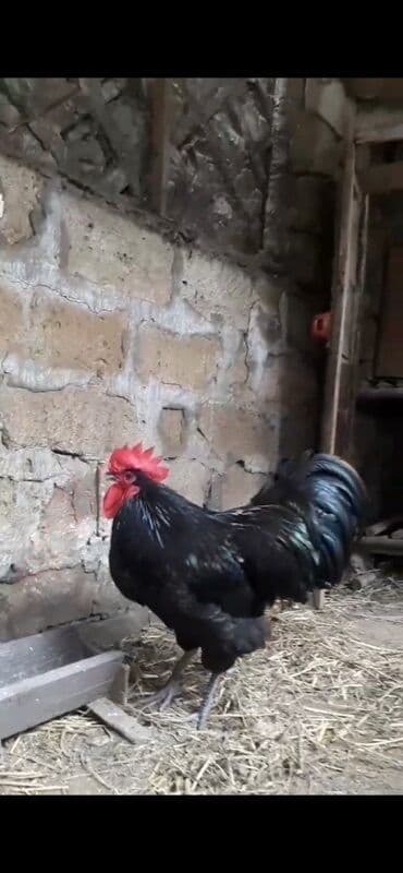 kend colpaları: Çempiyon xet avstralop yumurtası 1 manat cüce 3 manat orginallığına — 2