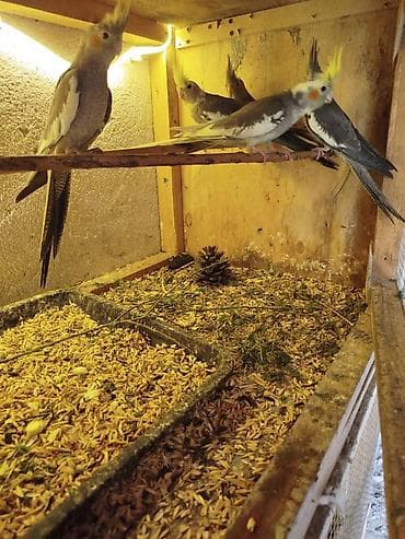 tutuquş: Sağlam quşlardır — 3