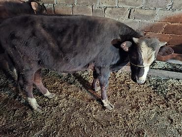 Digər heyvanlar: Satılır: Qara rəngli, alın və burun hissəsi ağ olan dana - Növ — 1