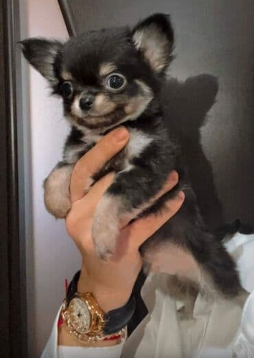 çoban itleri: Çixuahua, 2 ay, Erkek, Peyvəndli — 1