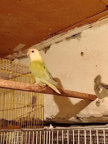 Gəmiricilər: Nirazulcik hazır Maya 8 aylıq Tel:+994 50 634 42 87 ünvan Ramana — 2