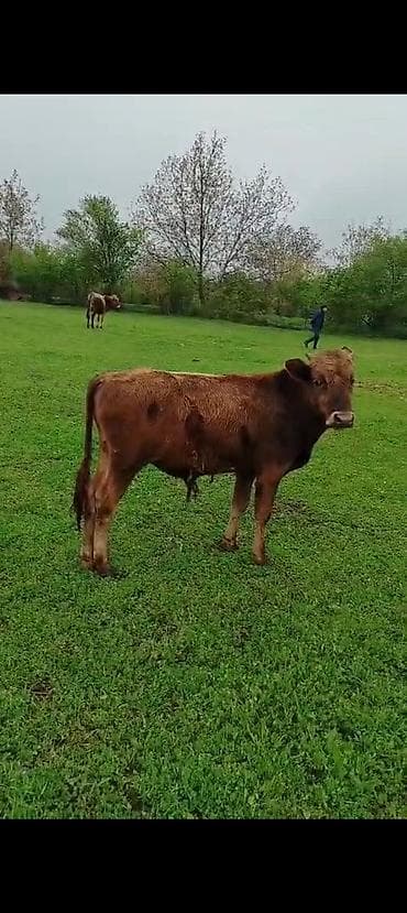 dişi buzov: Sağlam çöl heyvanlarıdır1500 deyilir — 2