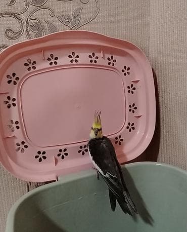 turac quş: Nimfa tutuquşu (Cockatiel) – sarı qaşlı, narıncı yanaqlı, boz-ağ — 1