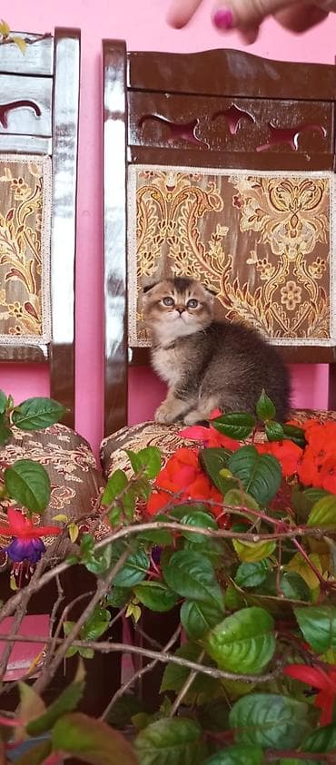 mingəcevir pişik: Şotland — 2