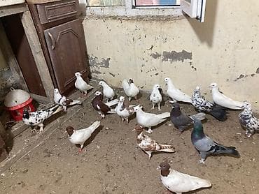 goyercin dami: Salam Aleykum bed rengi yoxdu super quslardi — 10