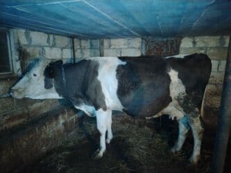 inekler ucar: ⭐ Smental melezi ⭐ 2 aylıq süni mayalanmadan boğaz ⭐ Günlük 12 litr — 3