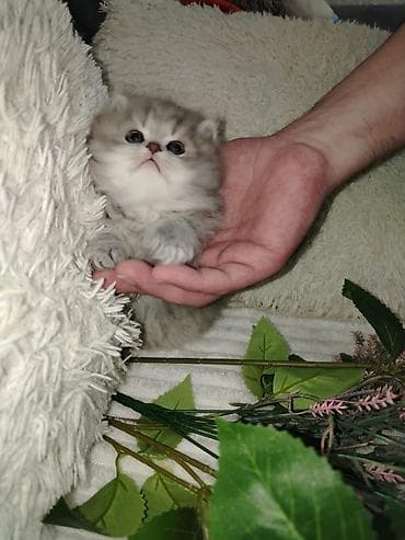 ev pişiyleri: Britan, Erkək, Dişi, Yaxşı əllərə, Ünvandan götürmə, Pulsuz çatdırılma, Ödənişli çatdırılma — 5