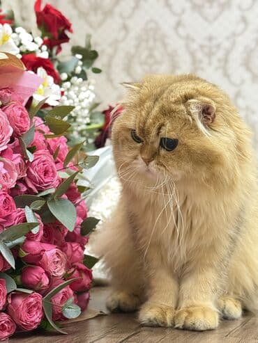 pi̇şi̇k: Britan, Erkək, Cütləşmə üçün — 3