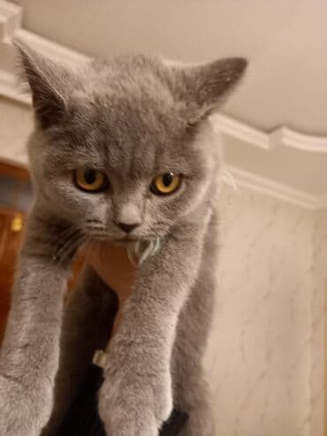 pişik adları: Britan, Erkək, Rayonlara çatdırılma — 6