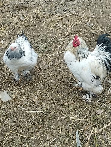 dovşan yemi: Toyuq, Brama, Damazlıq — 8