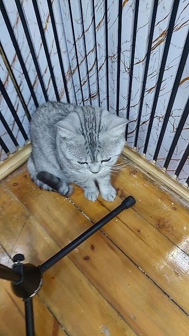 kavkaz coban iti: Şinşilla, Erkək, Yaxşı əllərə, Ödənişli çatdırılma — 3