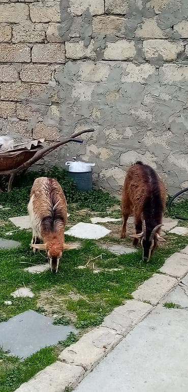 cəpişlər: Salam saglam arpa yonca yeyen çəpişlərdi real alıcılar zeng vursun — 2