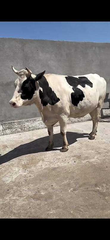 Satılır 2 ci qarna boqazdir