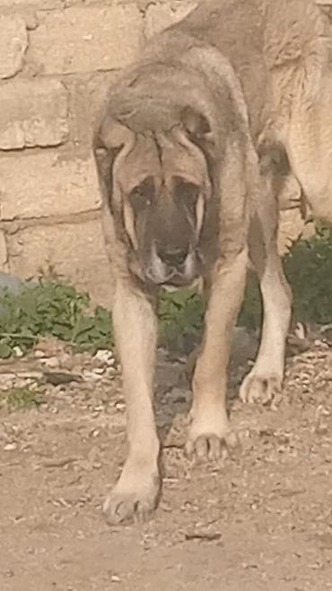 etibarli elere verilir: Kanqal — 2