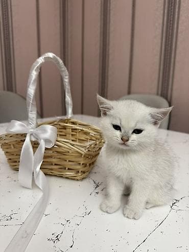 ağ pişik: Şinşilla, Erkək, Yaxşı əllərə — 2
